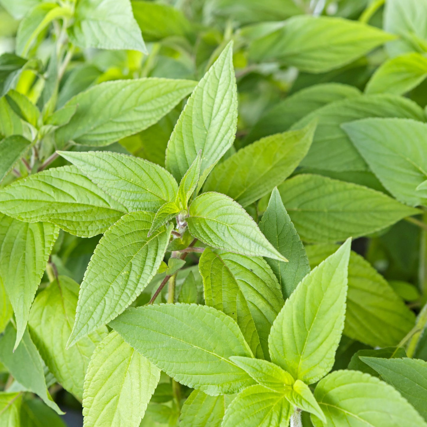 'Deep Detox' | Botanical Blend for Cellular Cleansing