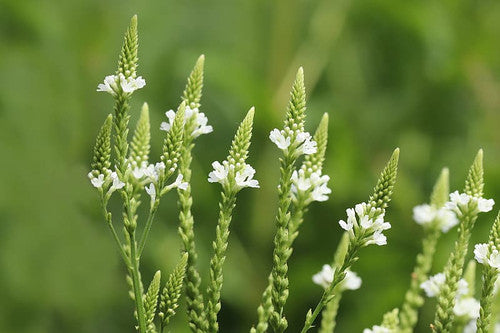 'Buona Notte'  | Botanical Blend for Deep Sleep